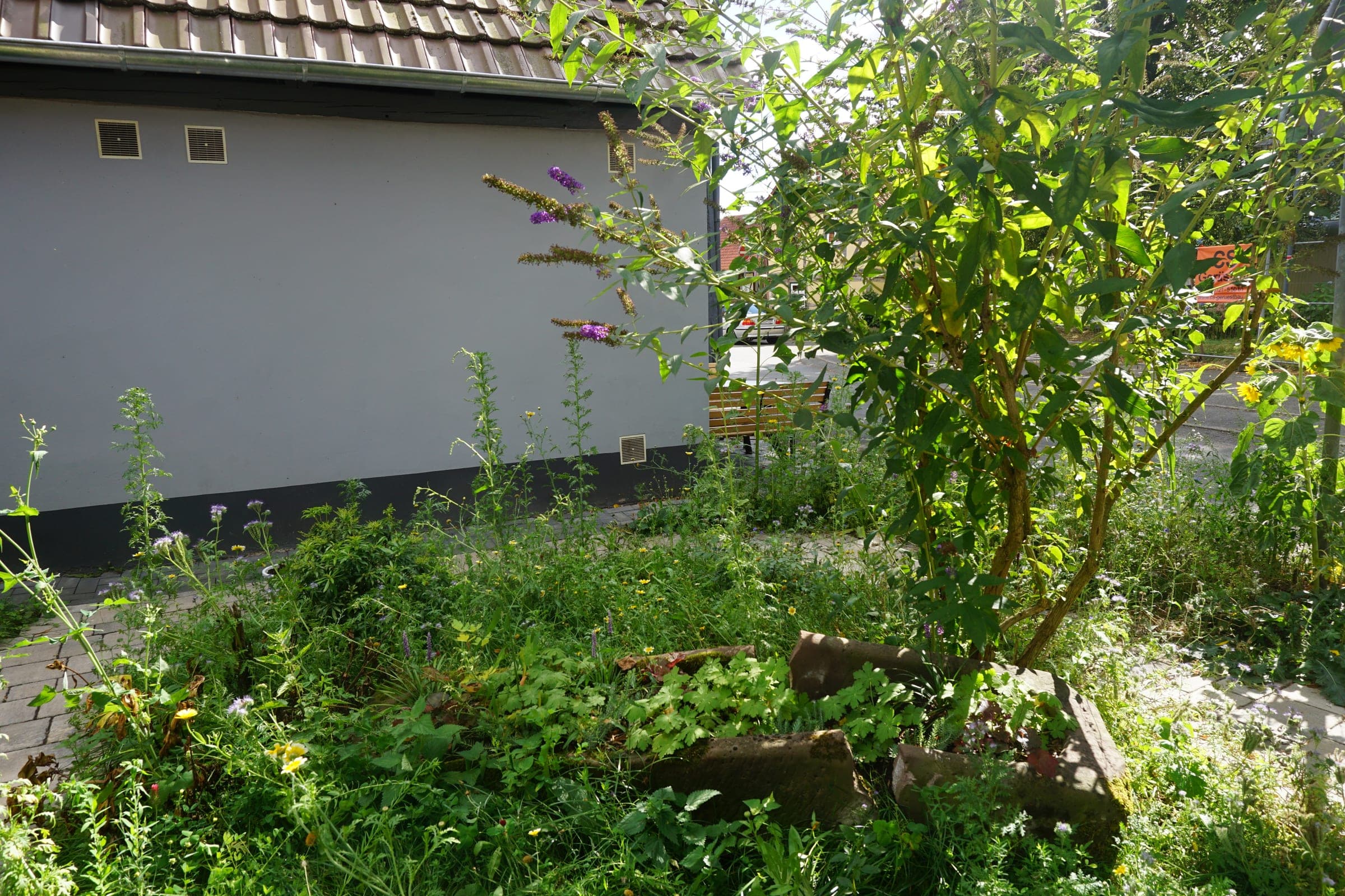 Verwilderter Garten-Vorbereich mit Schmetterlingsflieder