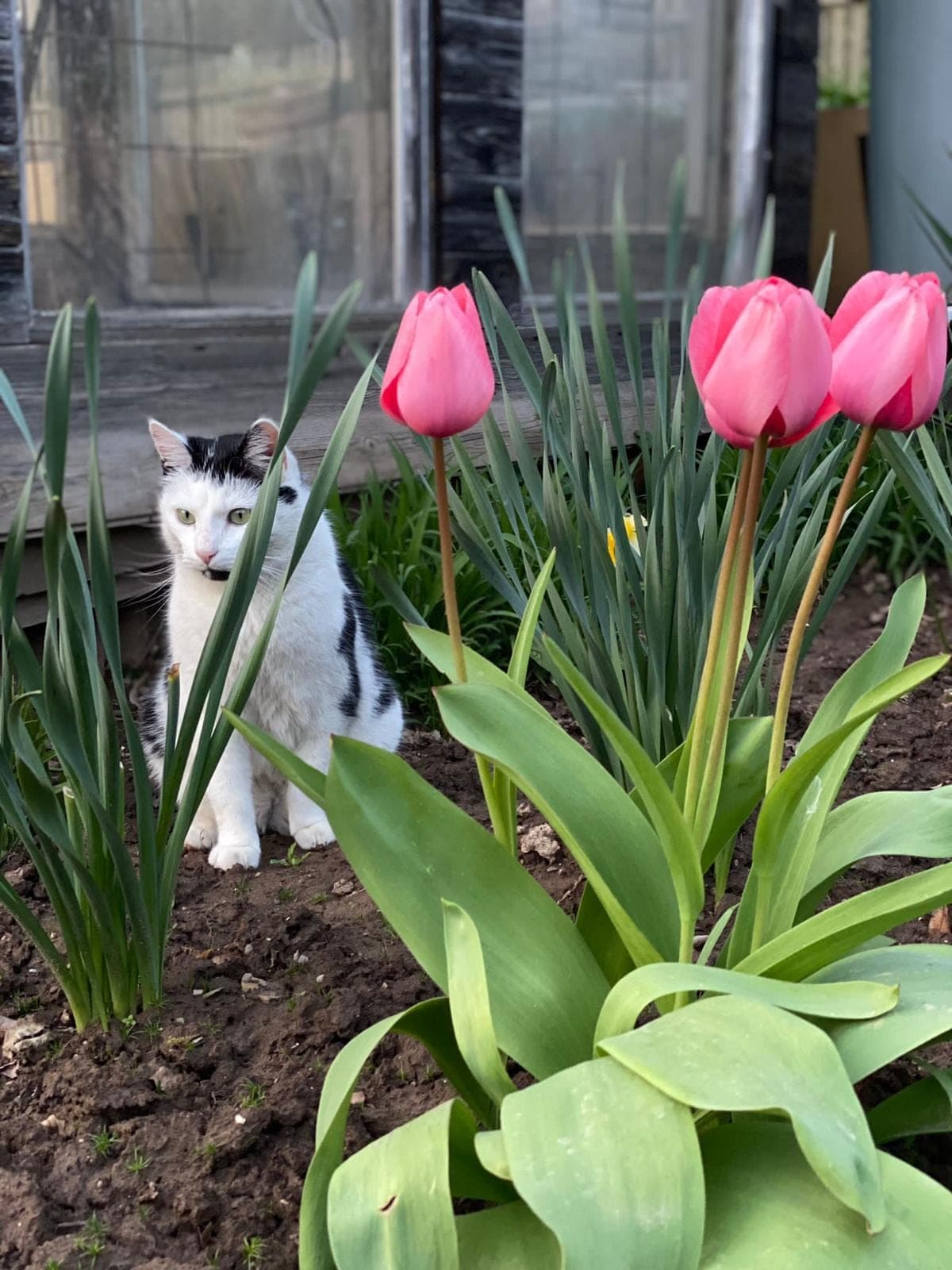 Tulpenbeet im Frühling mit neugieriger Katze